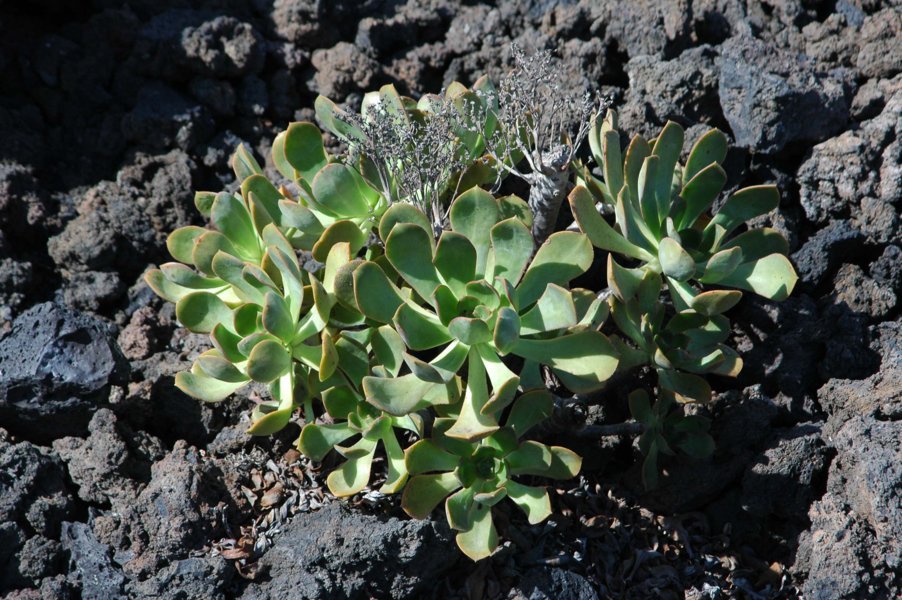 Planta y lava - La Palma - islas Canarias - España 2
